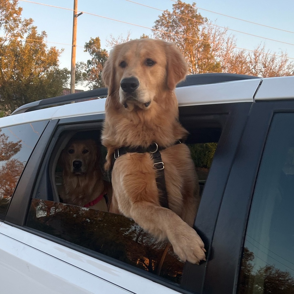 Meet your Posher, Sheena